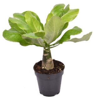 Hawaii Palm (Brighamia insignis) – zeldzame vetplant – ±42 cm