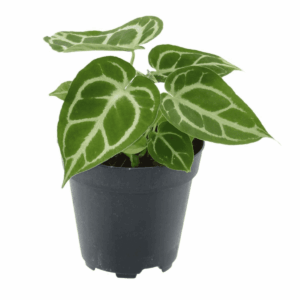 Anthurium Crystallinum – fluwelen bladeren met witte aderen – ±35 cm