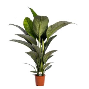 Spathiphyllum 'Sensation' (zonder bloem) - ↑ 150cm ⌀ 24cm