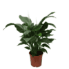 Spathiphyllum 'Sweet Silvana' - ↑ 80cm ⌀ 24cm