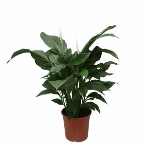 Lepelplant (Spathiphyllum 'Sweet Silvana') – bloeiende kamerplant – ±80 cm