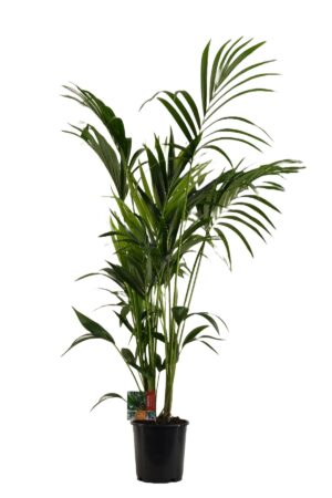 Kentia Palm (Howea forsteriana) – elegante kamerpalm van Lord Howe – ±170 cm