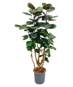 Polyscias Fabian - 130 Cm - Ø24