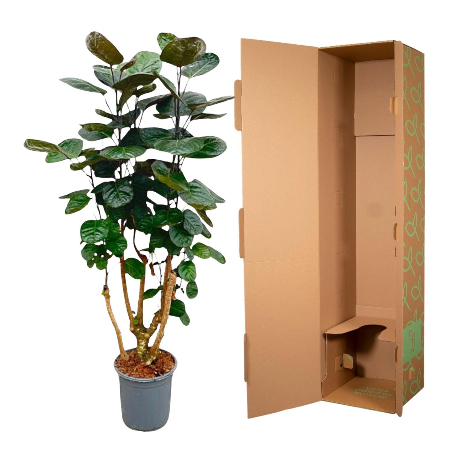 Polyscias Fabian - 130 Cm - Ø24 - Afbeelding 3