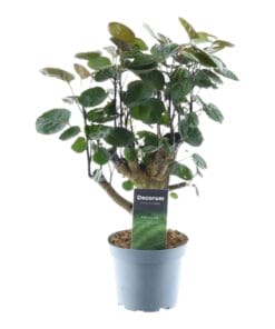 Polyscias Fabian - 45 Cm - Ø12