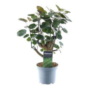 Polyscias Fabian – luchtige boomvorm voor binnen – pot 12 cm, ±45 cm
