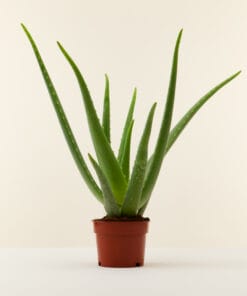 Aloe Vera ↑ 25 cm ⌀ 12