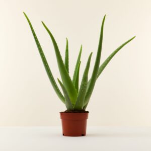 Aloe Vera – makkelijke vetplant voor zonnige plekken – ±25 cm