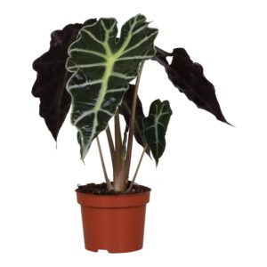 Alocasia 'Polly' – skeletplant met opvallend donker blad – ±40 cm