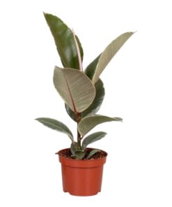 Ficus Elastica ‘Tineke’ ↕35Cm - Ø12Cm