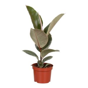 Ficus Elastica 'Tineke' – rubberplant – bontbladig kamerplant – ±35 cm