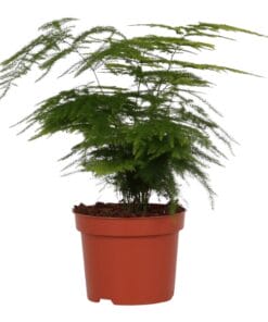 Asparagus Setaceus ‘Plumosus’ ↕28Cm - Ø12Cm