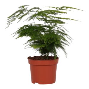 Sierasperge (Asparagus setaceus 'Plumosus') – luchtige pluimvormige – ±28 cm