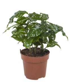 Coffea Arabica ↕25Cm - Ø12Cm