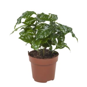 Koffieplant (Coffea arabica) – eet je eigen koffiebonen – ±25 cm