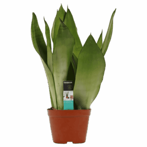 Sansevieria Moonshine – vrijwel onverwoestbare kamerplant – ±50 cm