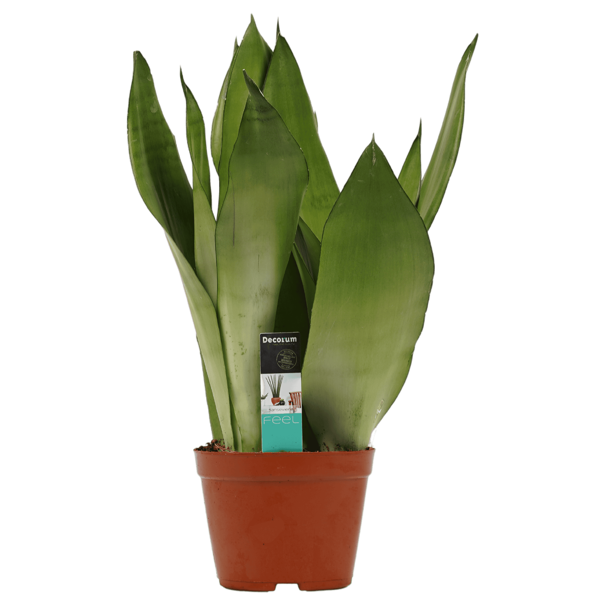 Sansevieria Moonshine ↕50Cm - Ø14Cm