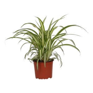 Graslelie (Chlorophytum comosum 'Variegatum') – bont blad – ±25 cm