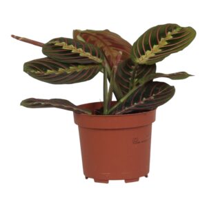 Maranta Tricolor – driekleuring blad met dieproze nerven – ±20 cm