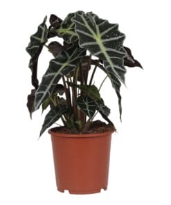 Alocasia Polly ↕45Cm - Ø17Cm