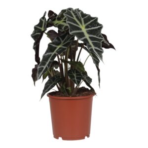 Alocasia 'Polly' – skeletplant met opvallende witte nerven – ±45 cm