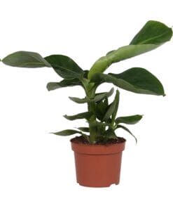 Musa "Oriental Dwarf" (bananenplant) ↕35Cm - Ø12Cm