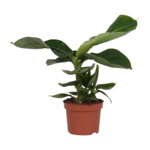 Bananenplant (Musa 'Oriental Dwarf') – compacte tropische kamerplant – ±35 cm