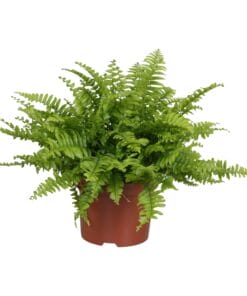 Nephrolepis exaltata 'Boston Blue Bell' ↕27Cm - Ø12Cm