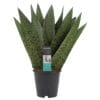 Sansevieria Zeylanica ↑ 35 cm ⌀ 12
