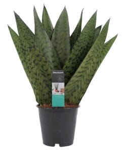 Sansevieria Zeylanica ↑ 35 cm ⌀ 12