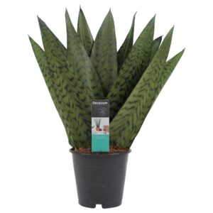 Sansevieria Zeylanica – makkelijke kamerplant voor elke plek – ±35 cm