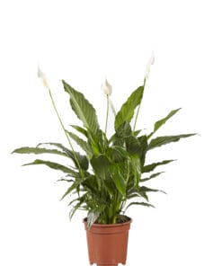 Lepelplant Spathiphyllum Vivaldi ↕70Cm - Ø17Cm