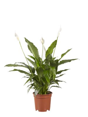 Lepelplant (Spathiphyllum 'Vivaldi') – grote bloeiende kamerplant – ±70 cm