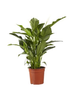 Lepelplant Spathiphyllum Sweet Lauretta ↕100Cm - Ø24Cm