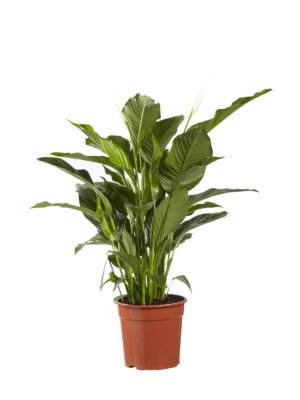Lepelplant (Spathiphyllum 'Sweet Lauretta') – grote bloeiende – ±100 cm