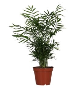 Chamaedorea Elegans ↕55Cm - Ø17Cm