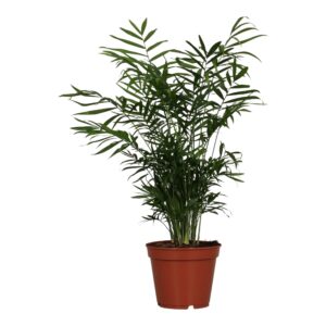 Mexicaanse dwergpalm (Chamaedorea elegans) – sierlijke groene – ±55 cm