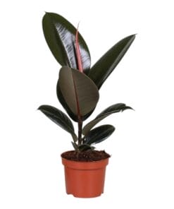 Ficus elastica 'Abidjan' ↑ 35 cm ⌀ 12
