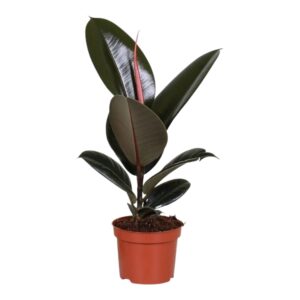 Ficus elastica 'Abidjan' – grote glanzende bladeren met rode nerf – ±35 cm