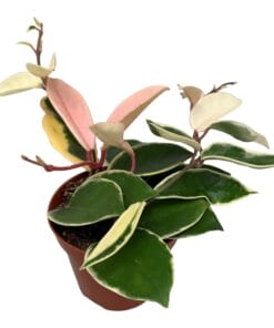 Hoya carnosa 'Krimson Queen' ↑ 10 cm ⌀ 9