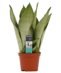 Sansevieria Moonshine ↕30Cm - Ø12Cm