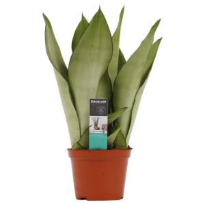 Sansevieria Moonshine – makkelijke kamerplant – ±30 cm