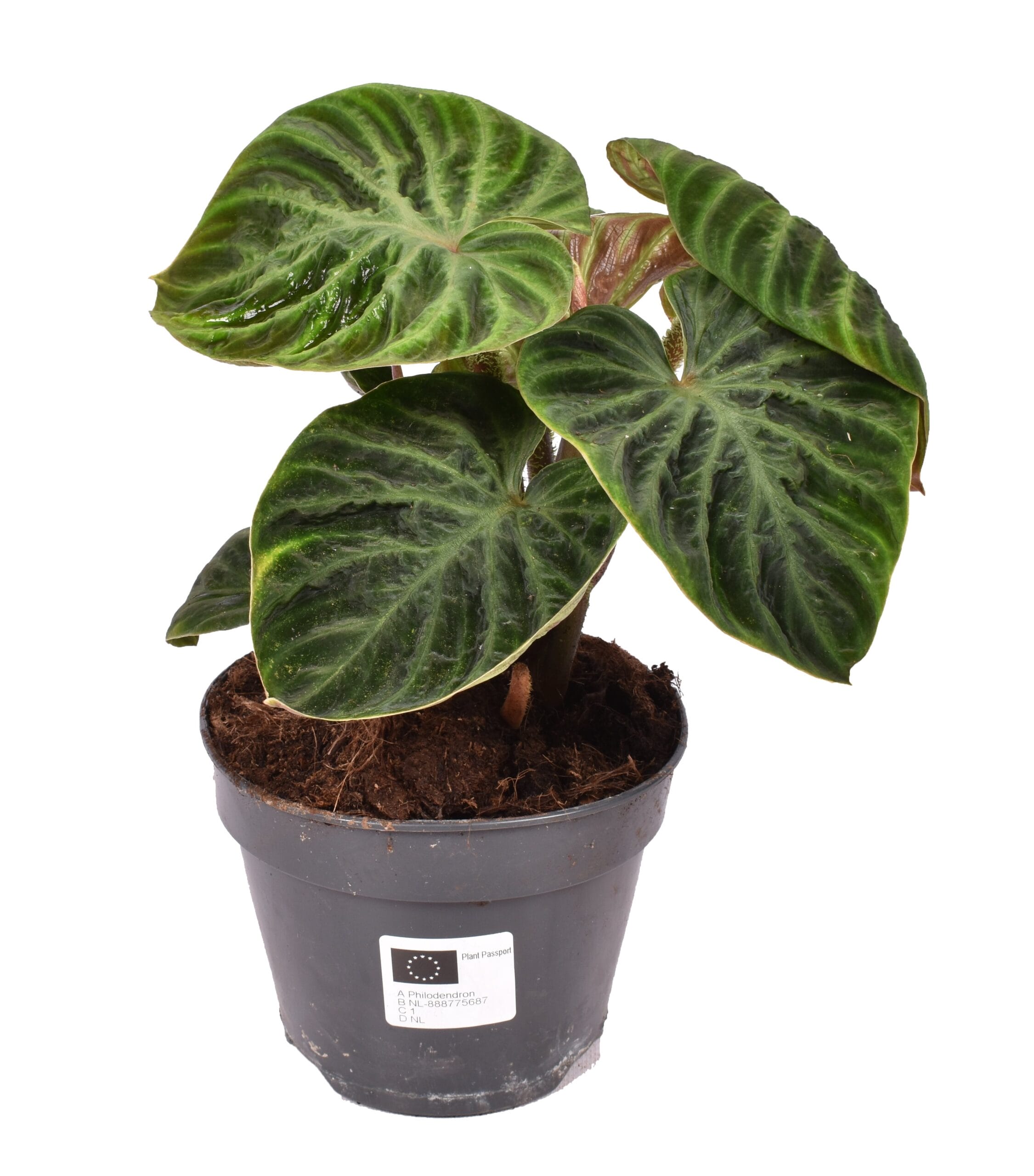 Philodendron Verrucosum 'Incensi' compactum ↑ 25 cm ⌀ 14