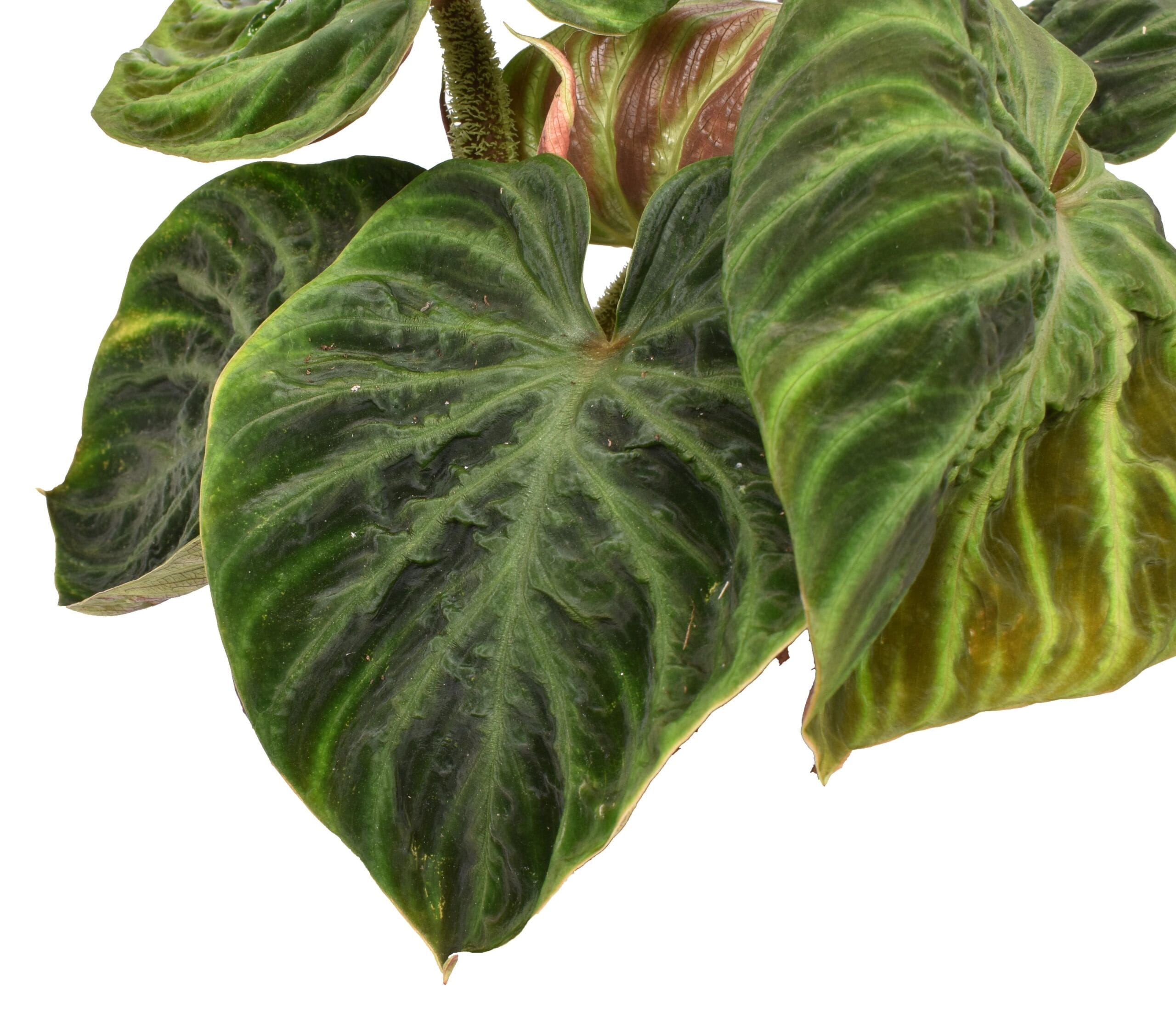 Philodendron Verrucosum 'Incensi' compactum ↑ 25 cm ⌀ 14 - Afbeelding 3