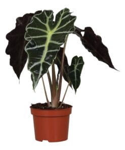 Alocasia Polly ↕30Cm - Ø12Cm