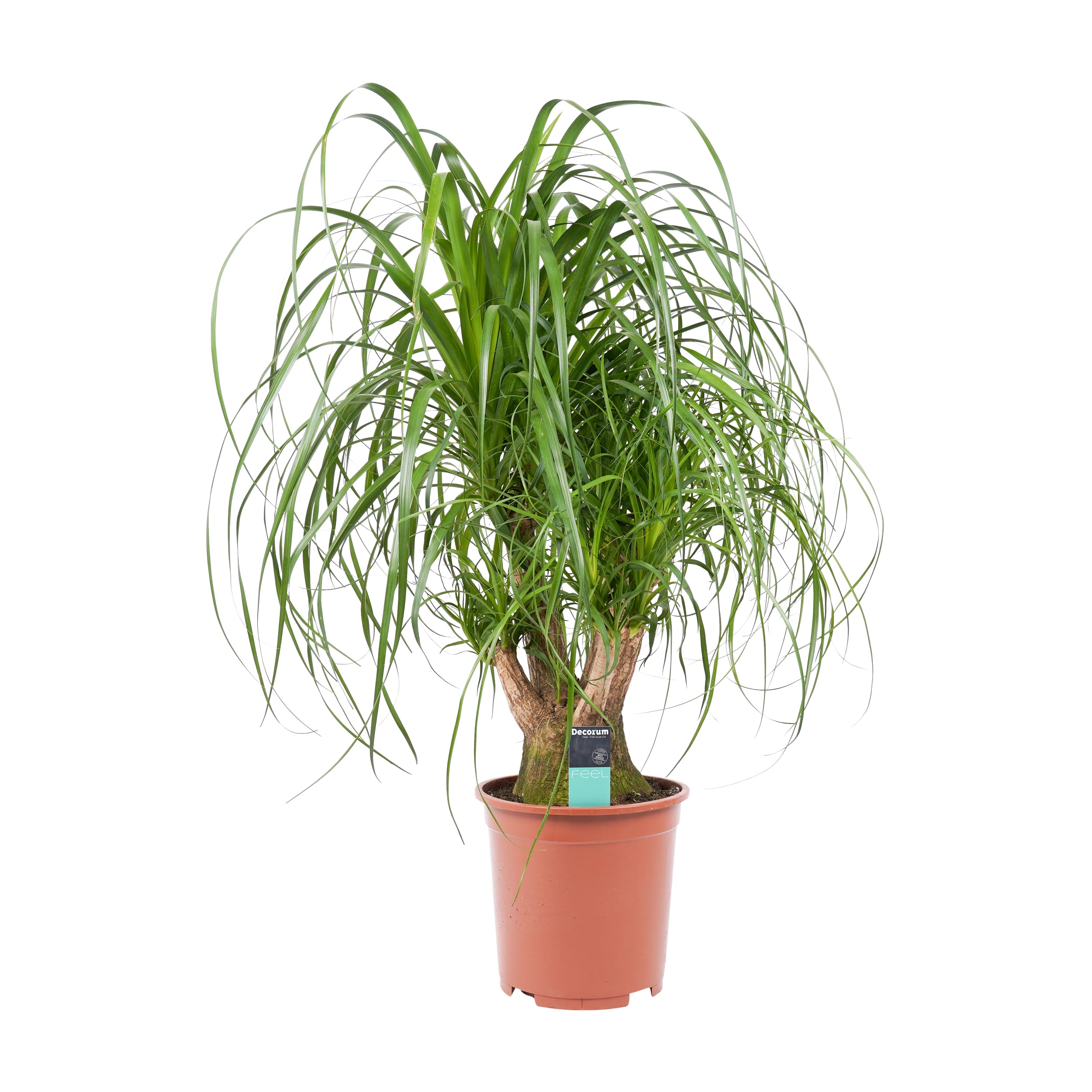 Beaucarnea Vertakt ↑ 75 cm ⌀ 27
