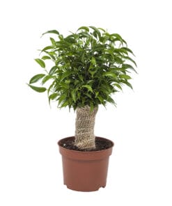 Ficus Natasja ↑ 35 cm ⌀ 12