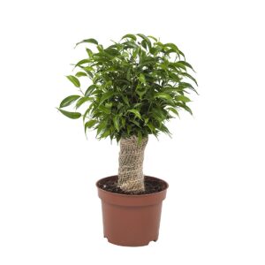 Ficus Natasja – stammen gewikkeld in jute – ±35 cm