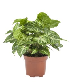 Syngonium Arrow ↕25Cm - Ø12Cm