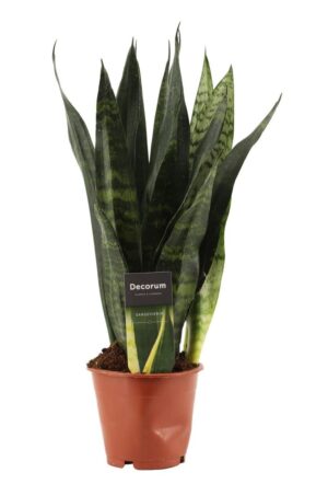 Sansevieria 'Black Coral' – donkere bladeren met zilvergrijze strepen – ±35 cm
